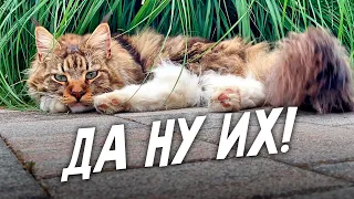 Лебеди поймали кота в ловушку!