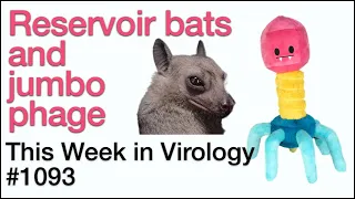 TWiV 1093: Reservoir bats and jumbo phage