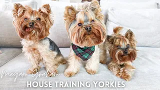 House Training Yorkies | Yorkie Training Secrets.