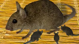 Симулятор Крысы #2 Спасение Маленького крысенка Rat Simulator на пурумчата