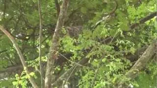 fishing cats at WFFT