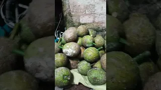 harvest breadfruit #shorts #bread #fruit #viral #tranding