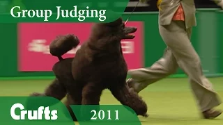 Standard Poodle wins Utility Group Judging at Crufts 2011 | Crufts Dog Show