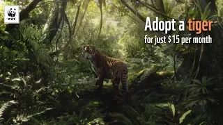 Adopt a Tiger with WWF