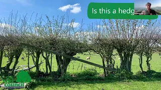 Joining the Dots: A Future for our Hedgerow Trees