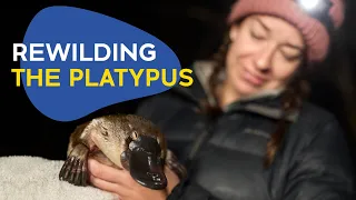 Rewilding The Platypus