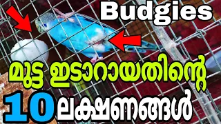 LOVEBIRDS ന്റെ 10 ബ്രീഡിങ്ങ് ലക്ഷണങ്ങൾ||10 BREEDING STAGES of BUDGIES || R&B Media