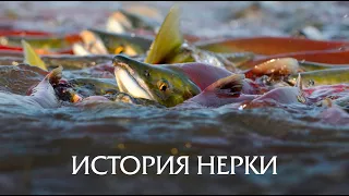 PRIRODA SHOW. Kamchatka. History sockeye. YUKZ. Kamchatka / LKZ Kamchatka.