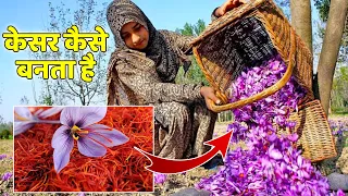 केसर कैसे बनता है और इतना मेहेंगा क्यों | Why Real Saffron Is So Expensive | Kesar Kaise Banta Hai.