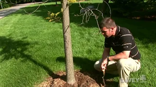 Tree Planting: Symptoms of Trees Planted Too Deep