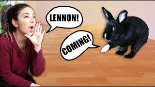 Teach Your Rabbit to Come When Called! (& Other Commands)