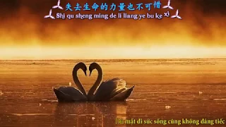 (Vietsub + Kara) 我只在乎你 - Wo zhi zai hu ni - Em chỉ quan tâm anh - Đặng Lệ Quân