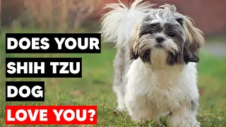 7 Signs Your Shih Tzu Dog Truly Love You
