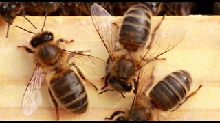 Boja meda ep.12 29.05.2018. - Evropska tamna pčela, Api terapija....
