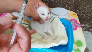 Cat Care 101 Kittens 1st deworming and vitamin/1st bath and deworming for mamacat after giving birth