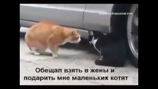 Шикарный перевод,смешные видео,котики,смышные коты,угар,угарное видео