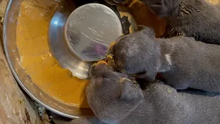2 weeks puppy update and 3 week old puppies first time feeding