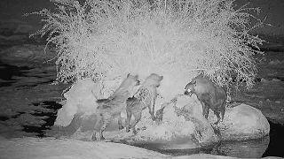 Volume up - Brown Hyena vs Two Spotted Hyena