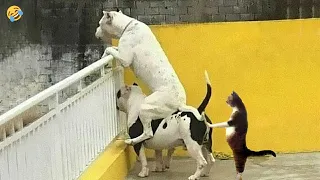 FUNNY CATS and DOGS & other ANIMALS 🐾🐱🐶 CATS UNSTOPPABLE 😅