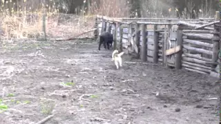 притравка эстонской гончей Звоны по кабану