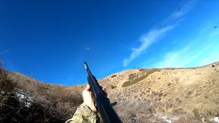 Кыргызстандагы кеклик аңчылык. Охота на кеклика в Кыргызстане. Chukar hunting in Kyrgyzstan.