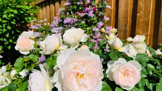 Tracy’s Relaxing Garden Tour // David Austin Roses, Clematis + More with Plant Names - Mid June 2021