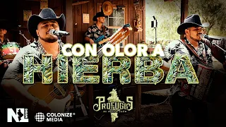 Prófugos de Nuevo León - Con Olor A Hierba (En Vivo)