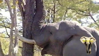 Elephant Bull Pushing Down A Massive Tree. Amazing.