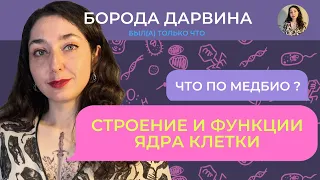 Строение и функции ядра. Медбио.