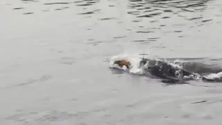 Two Male lions attacking a crocodile in a river.