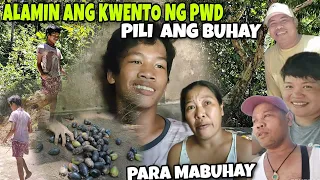 PWD NAMUMULOT NG PILI  PARA MAKATULONG SA MAGULANG