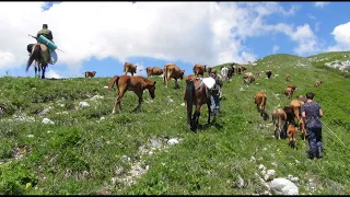 Перегон скота в альпийские луга. Абхазия с. Хуап.
