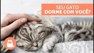 Por que os gatos dormem com os ‘tutores? - 5 razões felinas