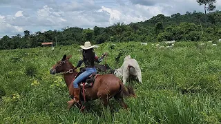 SE NÃO SAIR DE BAIXO ELES PASSAM POR CIMA! Briga de Mini boi X Touro Nelore