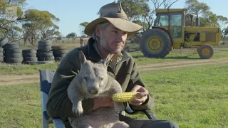 Pete the wombat doesn't want to be friends