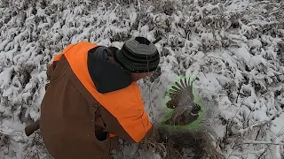 Man Catches Wild Pheasant