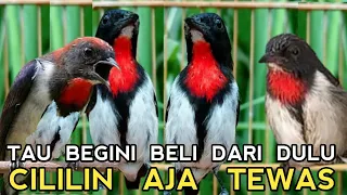 HARGA PULUHAN RIBU TAU GINI BELI BURUNG LANGKA INI KALO SUDAH BUNYI PEDEZ SETAJEM SILET !!!