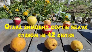 Огляд зимових яблук станом на 12 квітня.Частина 3