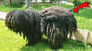 YOU WON'T BELIEVE WHAT THIS DOG HAD ON HIS BACK !