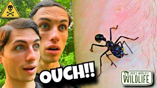 WE Got STUNG BY BULLET ANTS!! - Ft. The Wildlife Brothers