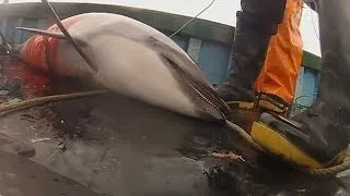 Шокирующее видео: рыбаки тысячами убивают дельфинов (18+) (новости)