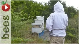 Beekeeping and HURRICANE WIND