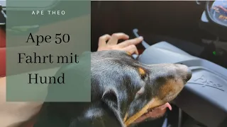 Ape 50 - mit dem Hund zum Spaziergang fahren