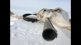 Зайцы под каждым кустом!!!  Охота на зайца 2019.  Hare hunting.