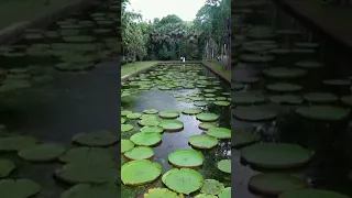 GIANT WATER LILY #shorts