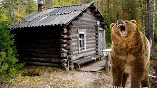 The bear roared every day at the forester’s house; after learning the reason, the old man burst int