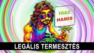 5 Tő Kannabisz Termesztése Legális Magyarországon? (Tények és Tévhitek)