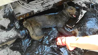 A mother dog was pushed fell into a vat of hot asphalt, screaming in pain for 2 days, no one help!
