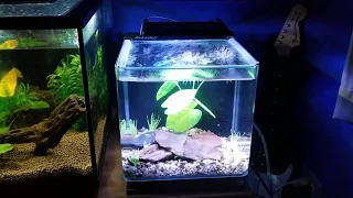 3 Gallon glofish Glo betta tank kit review and why Im returning it