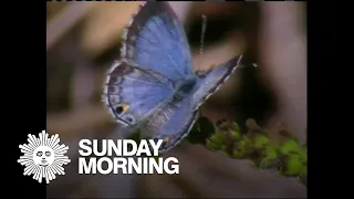 From 2003: Saving the Miami Blue butterfly